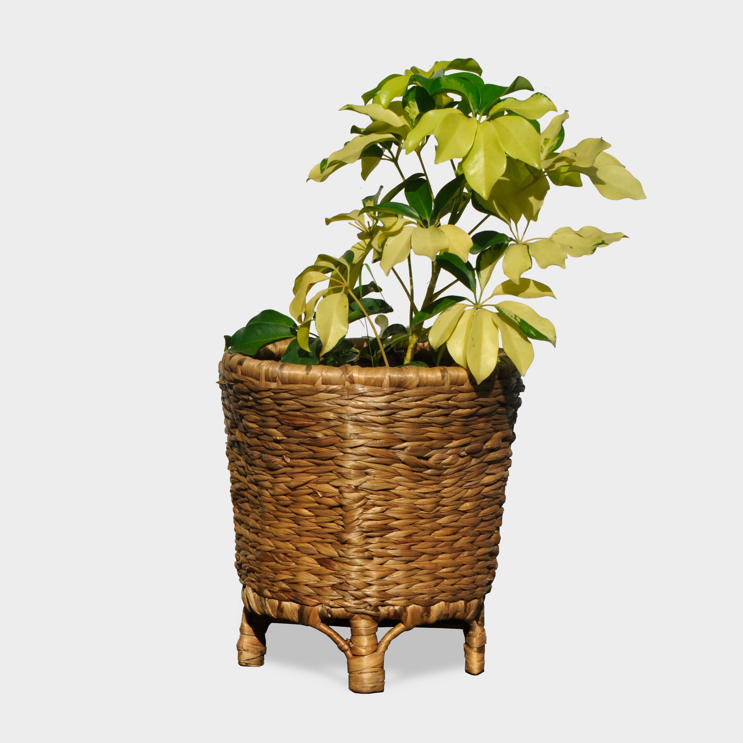 Planter - Water Hyacinth and Cane